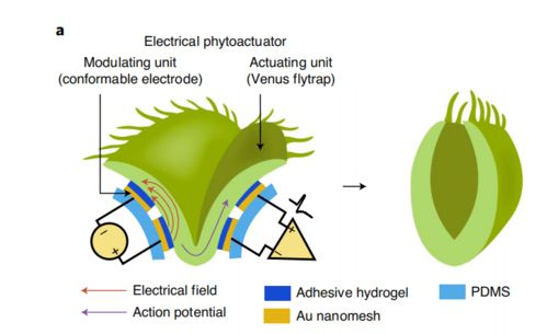 植物聯網 新加坡科學家研發植物機器人，開啟農業智能觀測新紀元